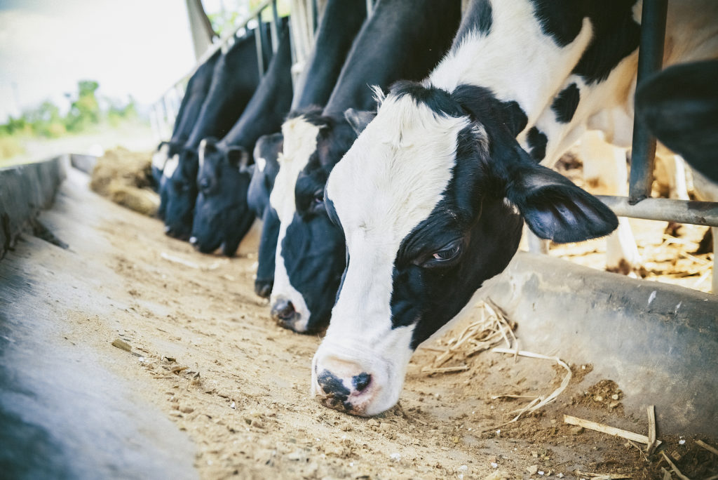 How Dairy Farmers Can Survive COVID-19 and Heat Stress in Dairy Cows