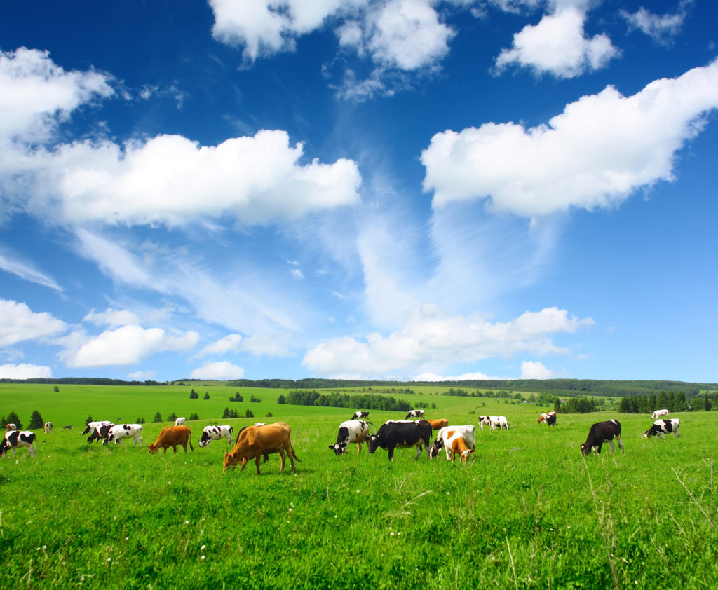 How Seaweed Is Reducing Methane Emissions from Dairy Cows & Beef Cattle