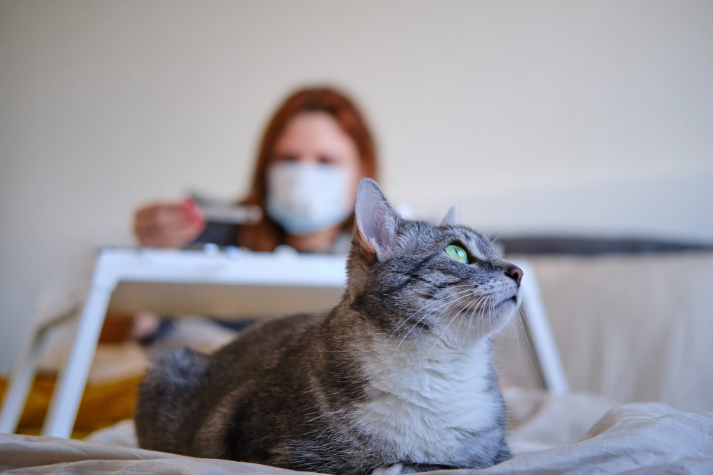 Coronavirus in Cats: What You Need to Know and How to Keep Your Felines Safe