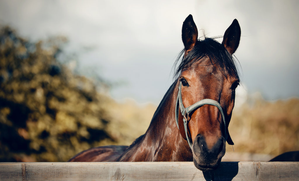 2 Ways Organic Kelp for Horses Improves Their Health and Wellbeing