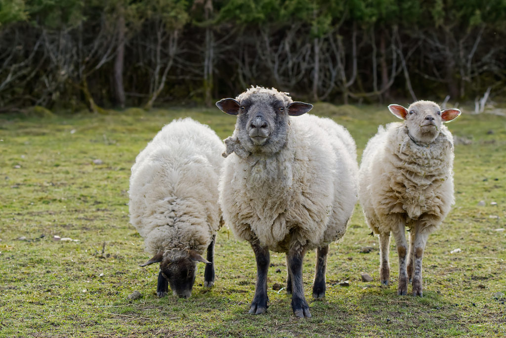 Can Sheep Eat Seaweed? What to Know about Sheep Seaweed Feed Supplements