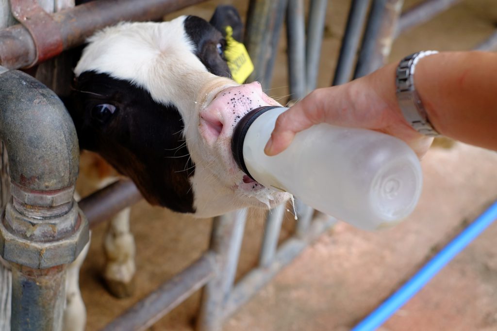 How Your Calf Colostrum Supplement Can Boost Immunity with Seaweed