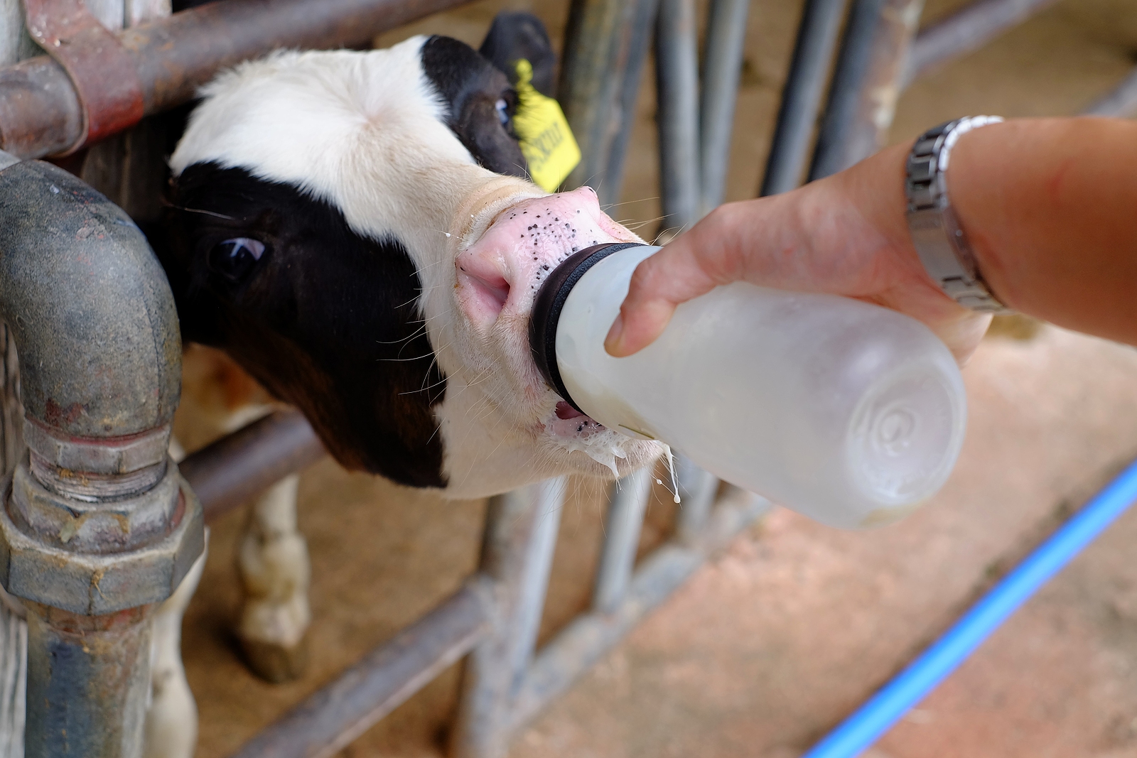 Your Calf Colostrum Supplement Can Boost Immunity with Seaweed