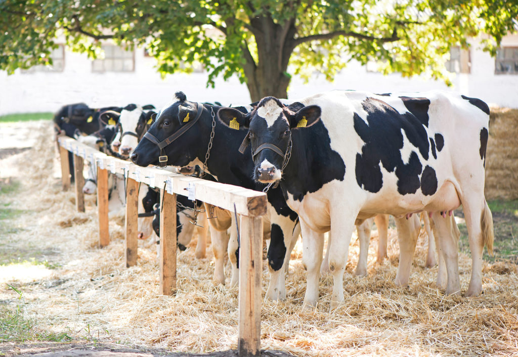 How to Reduce Methane Emissions & Run a More Efficient Farm Using 3 Eco-Friendly Strategies