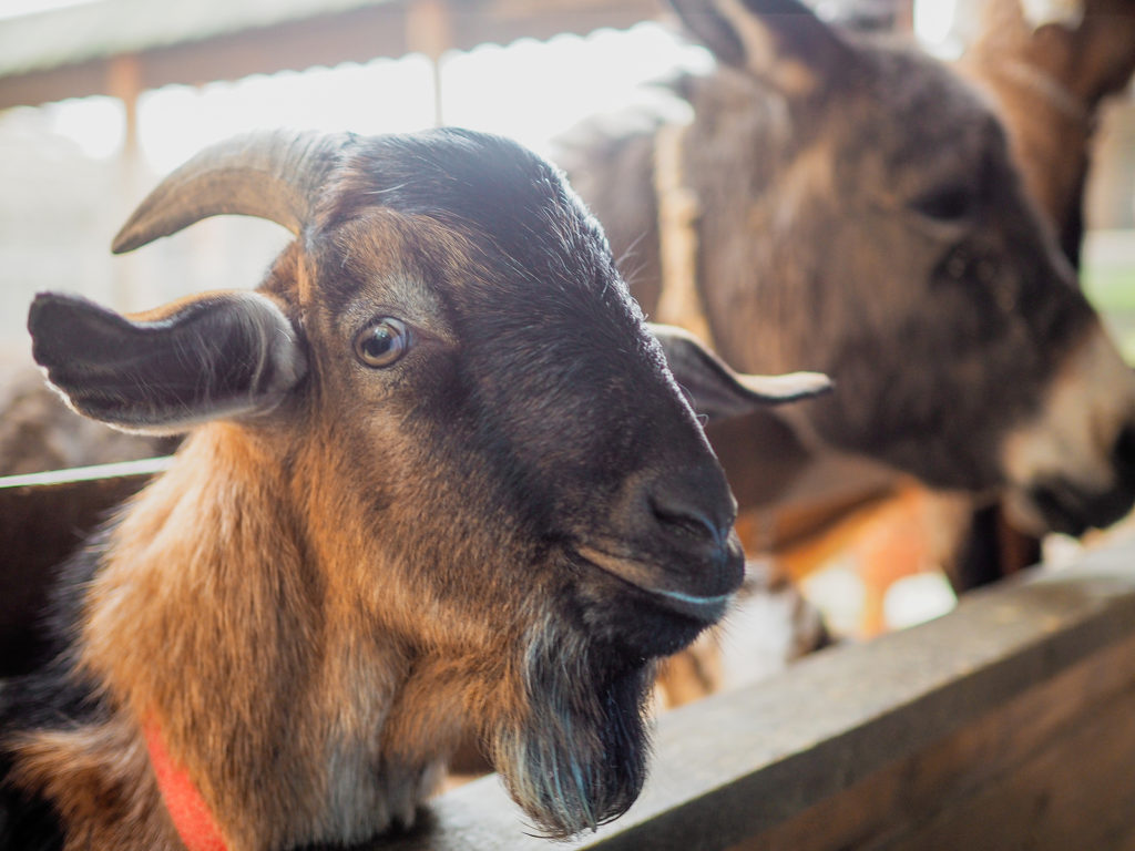 Two Ways Feeding Kelp to Goats Boosts Their Health and Your Herd Size