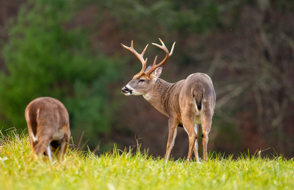 Worried about the Nutrition of Your Whitetail Deer? Seaweed Is Perfect for Two Key Nutrients