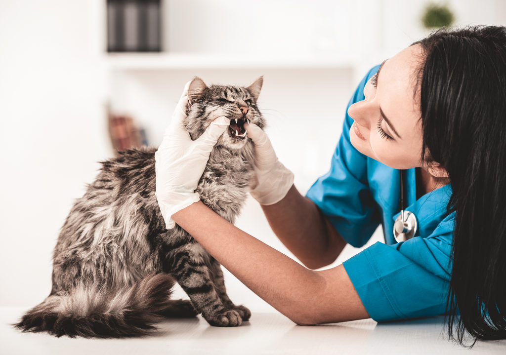 Struggling to Find the Dental Supplements Cats Will Like? Try Using Seaweed Extracts!