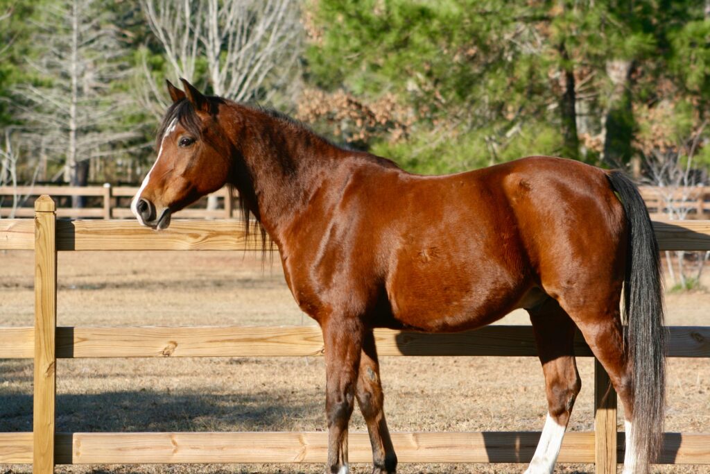 Do Seaweed Supplements for Overweight Horses Work? Two Studies Offer Answers